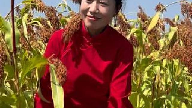 動(dòng)用了二十多號(hào)人員拍攝了兩天支持一下《紅高粱》 #農(nóng)村生活 #酒神曲 #田間地頭就是我的舞臺(tái)