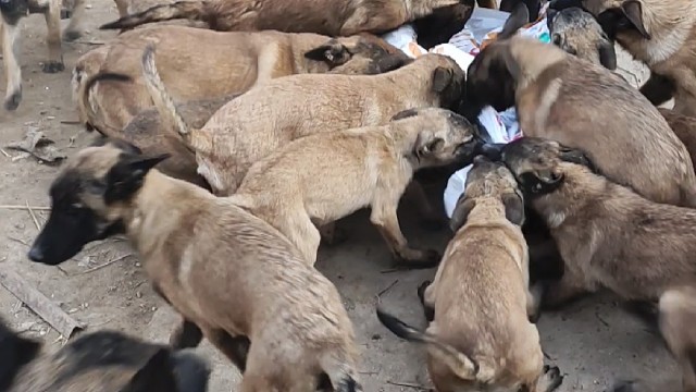 精品馬犬