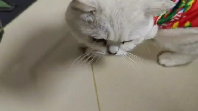 哈哈哈哈像個鴨子