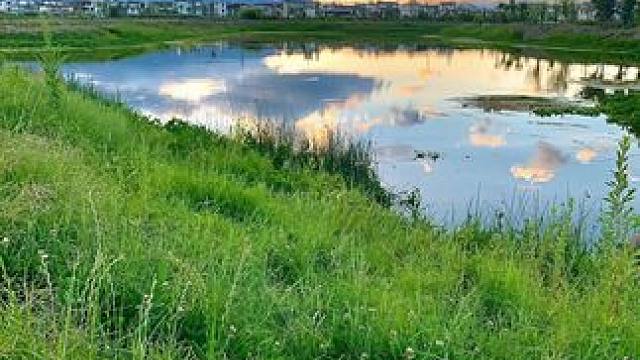 你吃過南極磷蝦嗎？炒菜燒湯味道真的太鮮美了#南極磷蝦 #磷蝦干