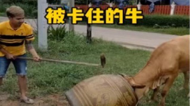從來沒見過這么傻的牛