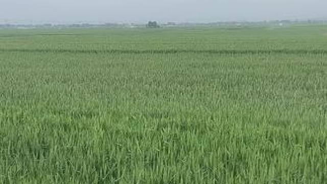 #田間地頭風(fēng)景  我要想風(fēng)一樣自由