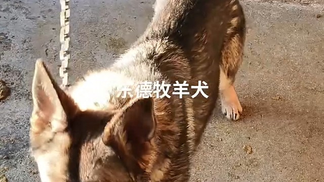 狗狗