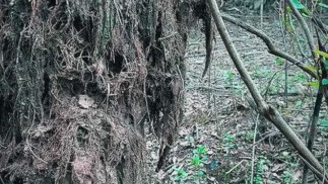 今天去山里挖筍，誤入一片詭異的林子 不敢走，完全不敢走。。#原始森林 #詭異
