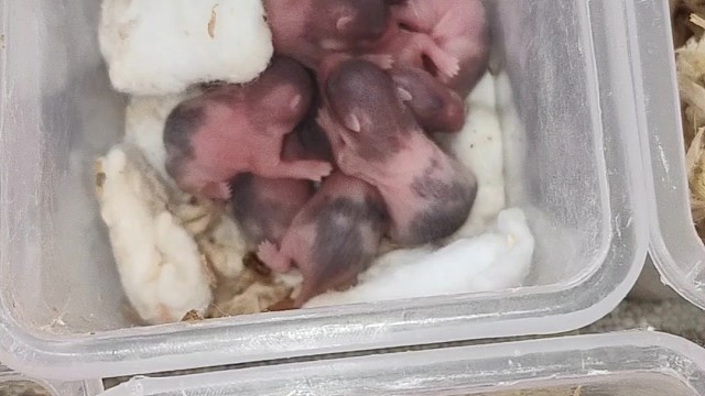 倉鼠寶寶出生第五天
