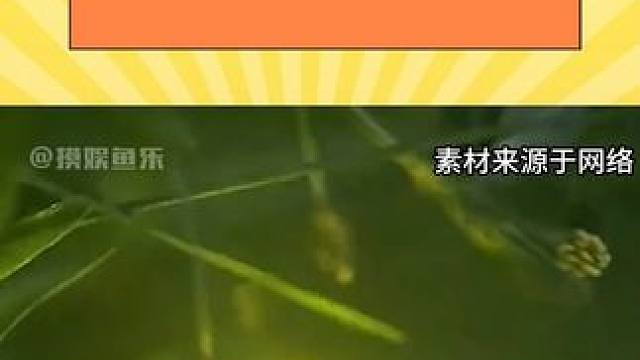 它照亮了我的整個童年 也許未來有一天也會有人像現(xiàn)在這樣質(zhì)疑它的存在#螢火蟲 #童年 #昆蟲