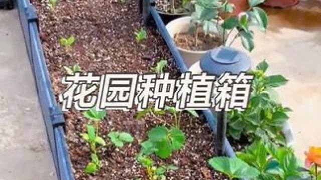 露臺上的小菜園終于打造好了，我用的是這種防曬防污耐用的種植箱，外觀好看，自由拼接，陽臺小院都能用！#