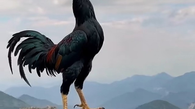 野外生存