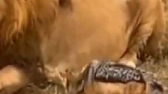 有時候想警告別人 只需要一個眼神就足矣#壓迫感 #眼神 #獅子 #動物世界