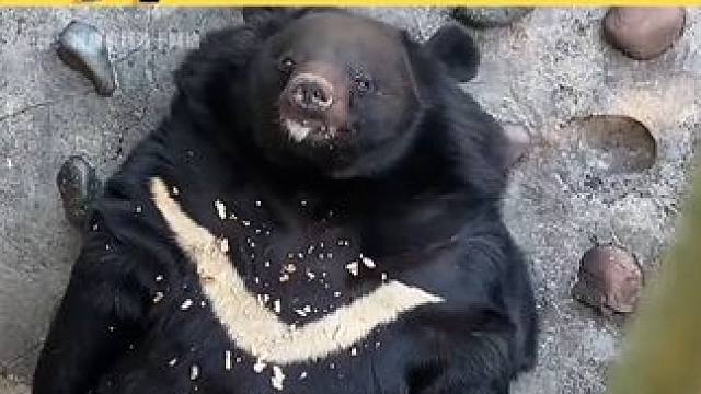 愛會瘋狂長出血肉，可溺愛會長出板油！#攀枝花動物園 #大象 #養(yǎng)豬