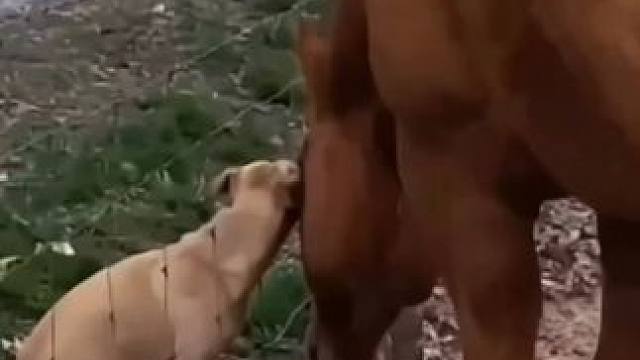 動物的迷惑~