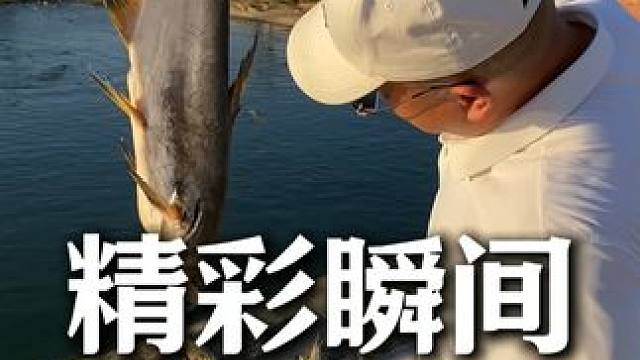 巴沙魚掉下去的瞬間就被四分五裂，鱷魚太猛了 #鱷珍 #鱷珍鱷魚皮具 #鱷魚養(yǎng)殖場