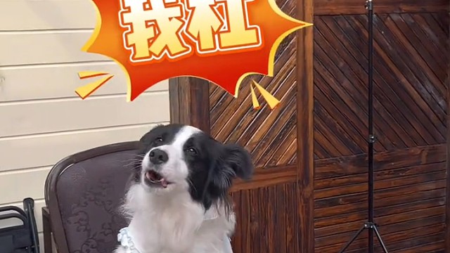 震驚！狗狗竟在牌桌上對(duì)我豎中指！這屆修狗成精了
