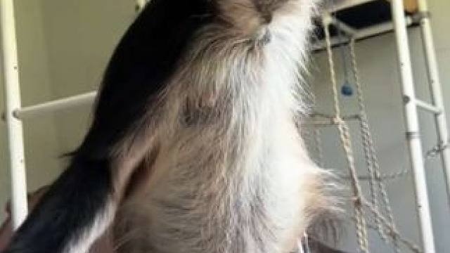 寵物蜘蛛猴和狗子一起玩耍 #國外視頻分享 #奇妙的動物 #寵物