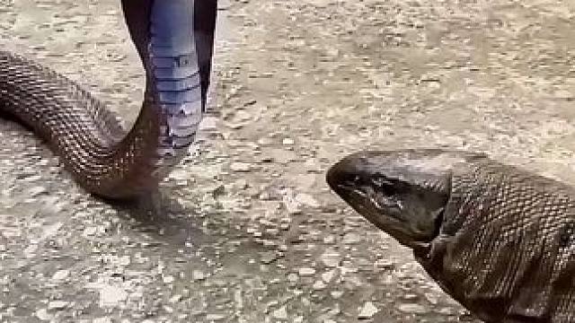 科普動物之間的共生關系 #愛護大自然保護野生動物 #野生動物
