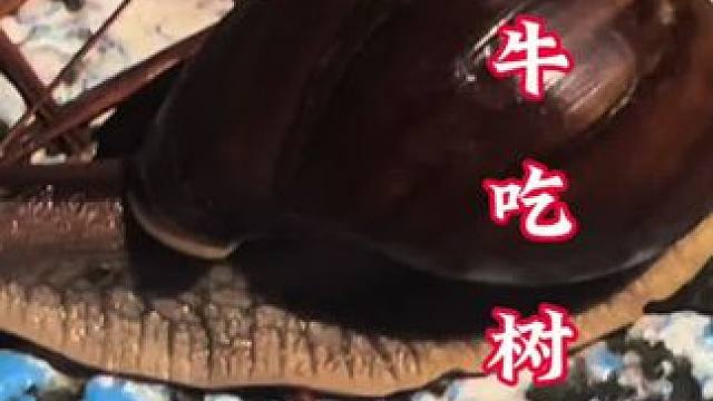 別眨眼，百年罕見 蝸牛吃樹葉，把春夏秋冬的沉積物，回歸大自然見證奇跡的時刻到了  #探險中國毛毛 #