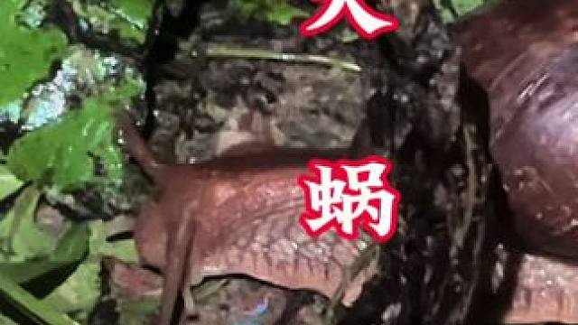 別眨眼，百年罕見
蝸牛吃樹葉，把春夏秋冬的沉積物，回歸大自然見證奇跡的時刻到了 #探險中國毛毛 #原