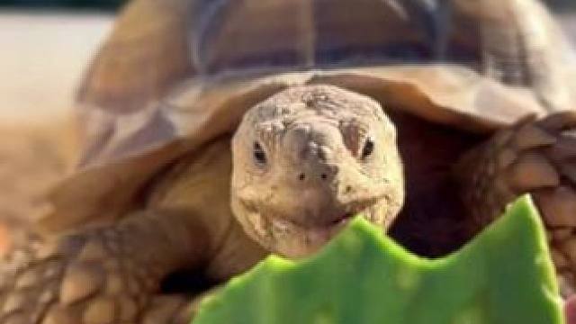 寵物蘇卡達陸龜吃仙人掌 #國外視頻分享 #奇妙的動物 #寵物