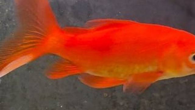 我們家的魚怎么狗里狗氣的？ 這真的是魚嗎？#日常生活