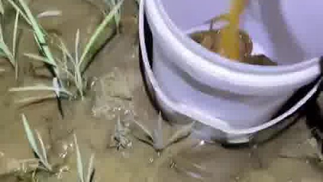 這才是真正的野黃鱔