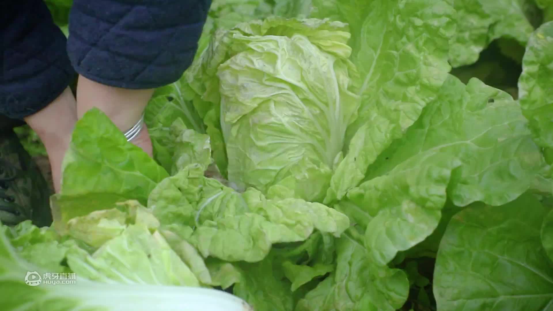 一香晒的白菜干，熏的腊肉，做一道白菜干蒸腊肉，文慧超喜欢吃