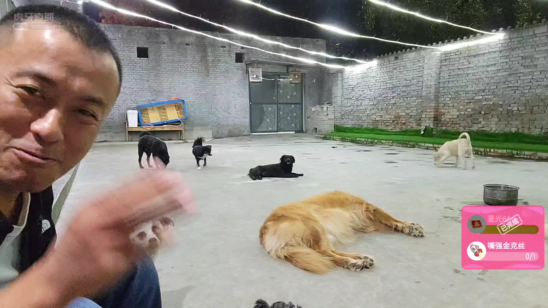 【囧囧宠物-涛哥】涛哥说老王奇葩？老王：？？