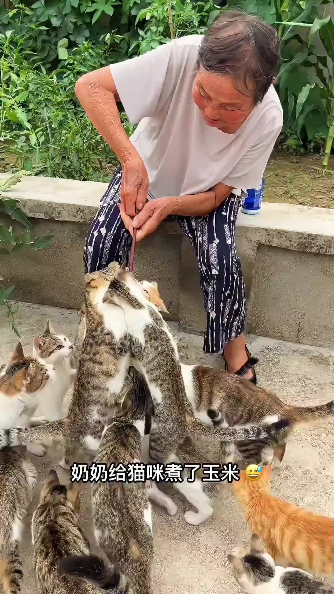奶奶给猫咪们煮了玉米,突然发现玉米是新型逗猫棒_虎牙直播_huya
