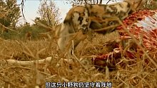 野犬抢夺狮群食物，没想到竟惹狮王不满，狮王为报复咬死 (3)