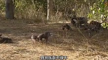 鬣狗杀死野犬幼崽，野犬群展开疯狂报复 (3)