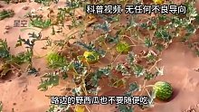 为何沙漠里遇到“西瓜”，再渴也无人敢吃？吃了后果很可怕吗？