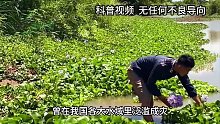 原本在我国泛滥的水葫芦，为什么突然不见了？