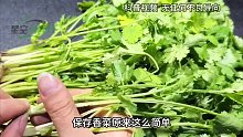 保存香菜原来这么简单，教你一招放1年都新鲜，随吃随取不浪费！