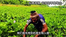 曾在我国泛滥成灾的水葫芦，为什么看不到了？它是消失了吗？