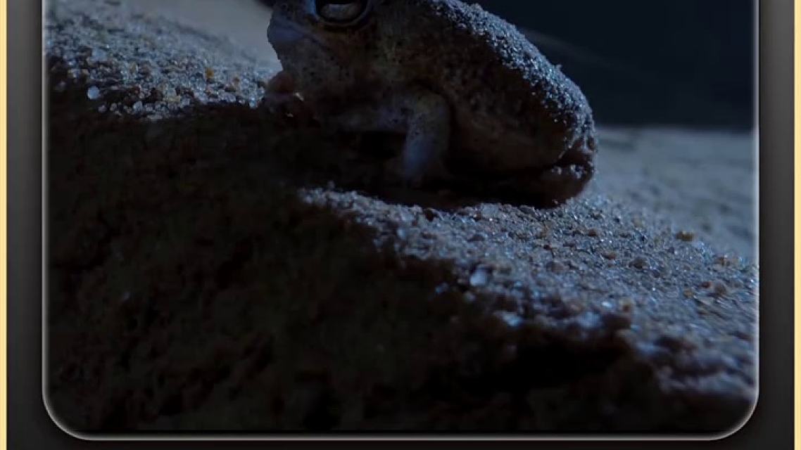 长得像馒头脾气却很暴躁的大足短头蛙一不小心就嘤嗖嘤 (1)