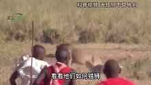 狮子为什么会怕马赛人？看看他们如何猎狮，就像抓小猫一样