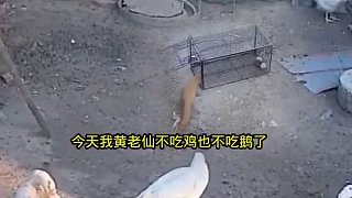 裝個黃鼠狼也不錯