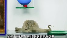 章鱼极限挑战水下迷宫，它能成功吗  (2)