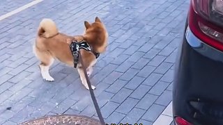 哈士奇：剎車失靈，后驅(qū)軸距斷了