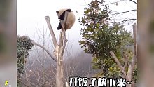 听懂人话的熊猫  (2)
