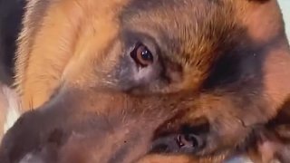 警犬：早說是你啊，這不回自己家了嘛