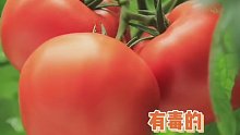 番茄是其实有毒的