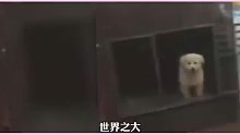 一只会舞狮的狗子 总说自己干啥啥不行，看完这个视频，是不是觉得自己又行了！