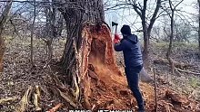第1集：为了躲避野兽的袭击，男人在一棵枯木里面搭建了舒适的小屋