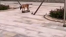 滑板天才狗