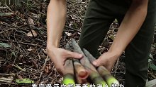男人把巨大的千年古树，改造成了一个舒适的庇护所(1)