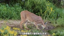 看看究竟是个啥玩意儿 (1)