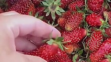 这草莓难不成是新品种吗