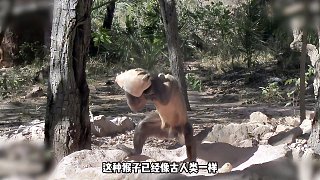 猴子是否正悄然邁向石器時(shí)代  (1)