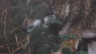 狼的聰明程度超乎人想象