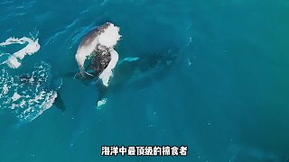 海洋中最頂級的掠食者 (1)